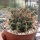 Gymnocalycium delaetii