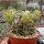 Gymnocalycium delaetii