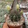 Gymnocalycium delaetii