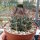 Gymnocalycium delaetii