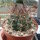 Gymnocalycium delaetii