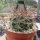 Gymnocalycium delaetii