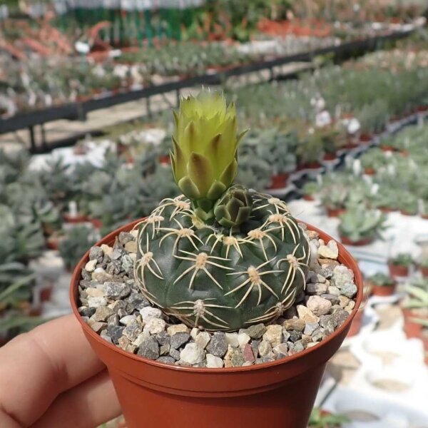 Gymnocalycium denudatum