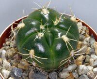 Gymnocalycium denudatum