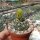 Gymnocalycium denudatum