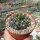 Gymnocalycium denudatum