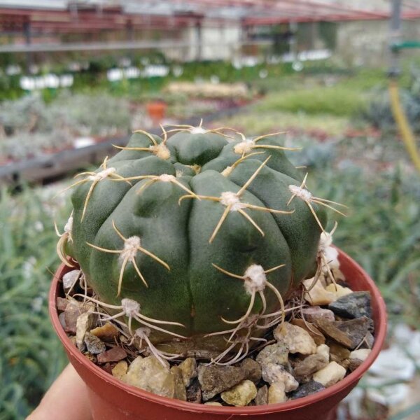 Gymnocalycium denudatum cv. Jan Juba