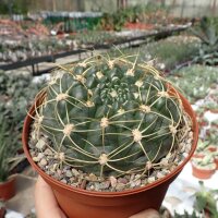 Gymnocalycium denudatum XL