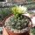 Gymnocalycium denudatum XL