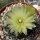 Gymnocalycium denudatum XL
