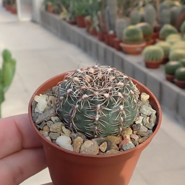 Gymnocalycium erinaceum P 381