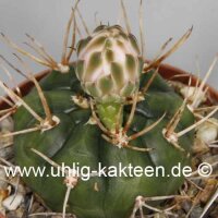 Gymnocalycium eurypleurum