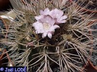 Gymnocalycium eurypleurum P 434