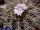 Gymnocalycium eurypleurum P 434