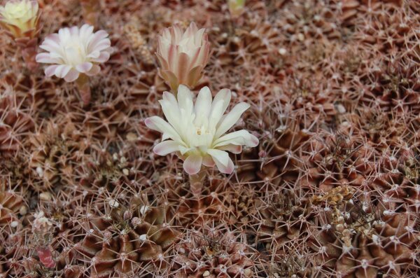 Gymnocalycium friedrichii v. albiflorum