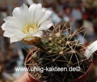 Gymnocalycium gibbosum