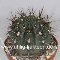 Gymnocalycium gibbosum v. brachypetalum (dw)