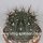 Gymnocalycium gibbosum v. brachypetalum (dw)