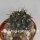 Gymnocalycium gibbosum v. brachypetalum (dw)