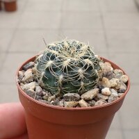 Gymnocalycium gapponii VOS 10-892