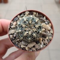 Gymnocalycium gapponii VOS 10-892