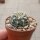 Gymnocalycium gapponii VOS 10-892