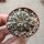 Gymnocalycium gapponii VOS 10-892