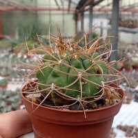 Gymnocalycium guanchinense P 226