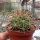 Gymnocalycium guanchinense P 226