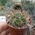 Gymnocalycium guanchinense P 226