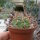 Gymnocalycium guanchinense P 226