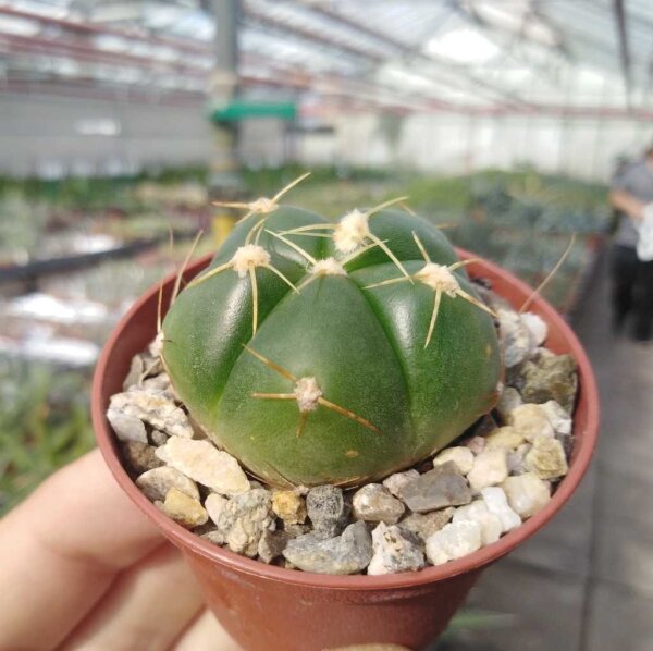 Gymnocalycium horstii