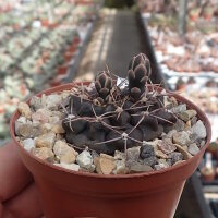 Gymnocalycium bodenbenderianum ssp. intertextum