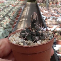 Gymnocalycium bodenbenderianum ssp. intertextum