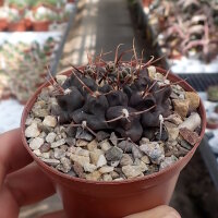 Gymnocalycium bodenbenderianum ssp. intertextum