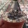 Gymnocalycium bodenbenderianum ssp. intertextum
