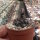 Gymnocalycium bodenbenderianum ssp. intertextum