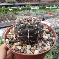 Gymnocalycium kieslingii fa. castanea P 220