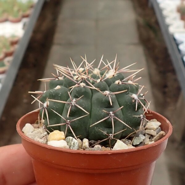 Gymnocalycium kuehasii VOS 10-798