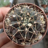 Gymnocalycium kuehasii VOS 10-798