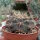 Gymnocalycium kuehasii VOS 10-798