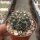 Gymnocalycium kuehasii VOS 10-798