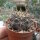 Gymnocalycium kuehasii VOS 10-798