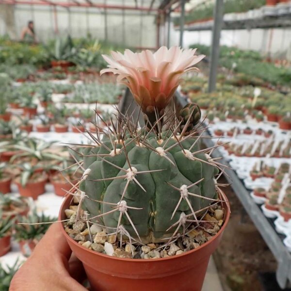 Gymnocalycium mazanense