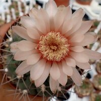 Gymnocalycium mazanense