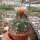 Gymnocalycium mazanense