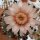 Gymnocalycium mazanense