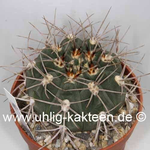 Gymnocalycium mazanense v. P 030b