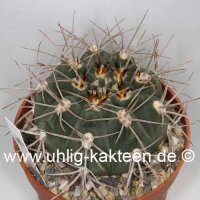 Gymnocalycium mazanense v. P 030b