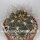 Gymnocalycium mazanense v. P 030b
